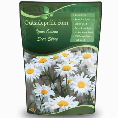 Outsidepride Shasta Daisy Chrysanthemum Seeds - 1/4 Lb. Perennial Deer Proof, Drought Tolerant...