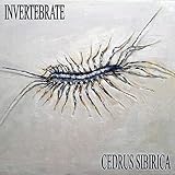 invertebrati scuola primaria ricerca  Invertebrate