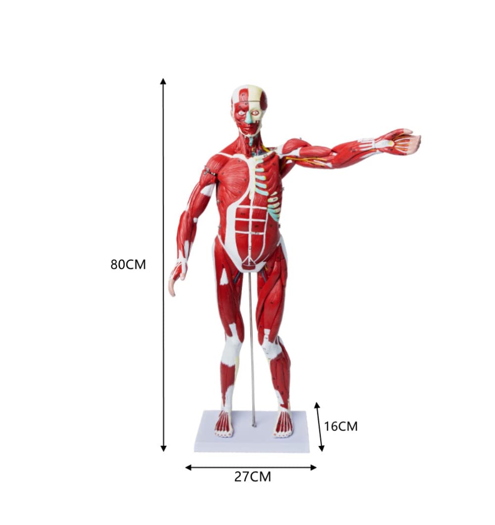 Teaching Model Tools,1/2 Replica Human Muscle Model Human