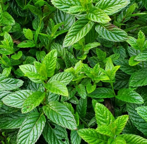 Aceite Esencial de Menta, Orgánico, Puro, 5 mL miniatura 3