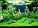 Foreground Potted Live Aquarium Plants | Freshwater Aquatic Plants for Aquariums (Potted Dwarf Baby Tears)