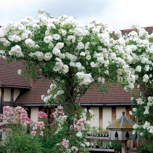 Image of Grafted White Climbing Rose Live Plant with Pot | Hybrid Double Petal Flowering Rose Plant for Home Garden Balcony Terrace | Fragrant Rose Creeper Plant a€ inch Pack of 1