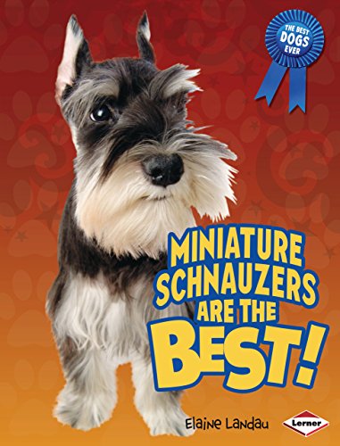 miniature schnauzer eyebrows