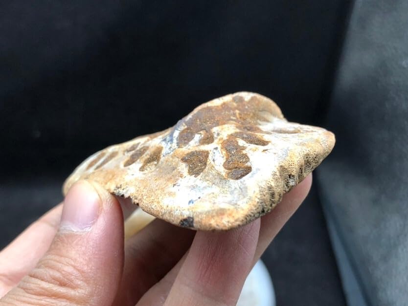 Jurassic Ancient Giant Beast Armor Fossils from the Ice Age