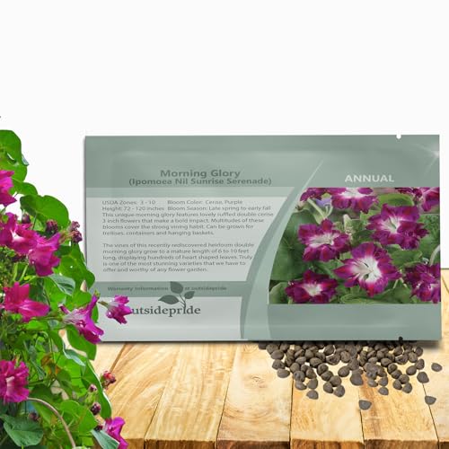 Outsidepride Sunrise Serenade Morning Glory Seeds - 50 Pcs. Annual, Climbing & Vining Flower Seeds for Planting Cerise & Purple Blooms, Ideal for Gardens, Trellises & Vertical Landscapes