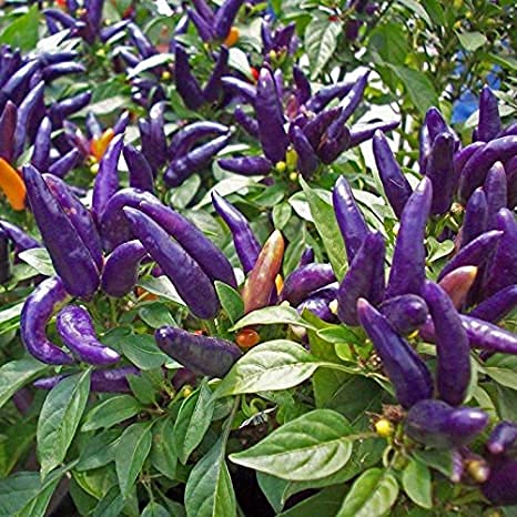 Royal Paradise Garden Vegetable seeds - Purple Prince Chilli Vegetable Seeds Hot Pepper Capsicum 20 Seed (B098MPNVJD) Amazon Price History, Amazon Price Tracker