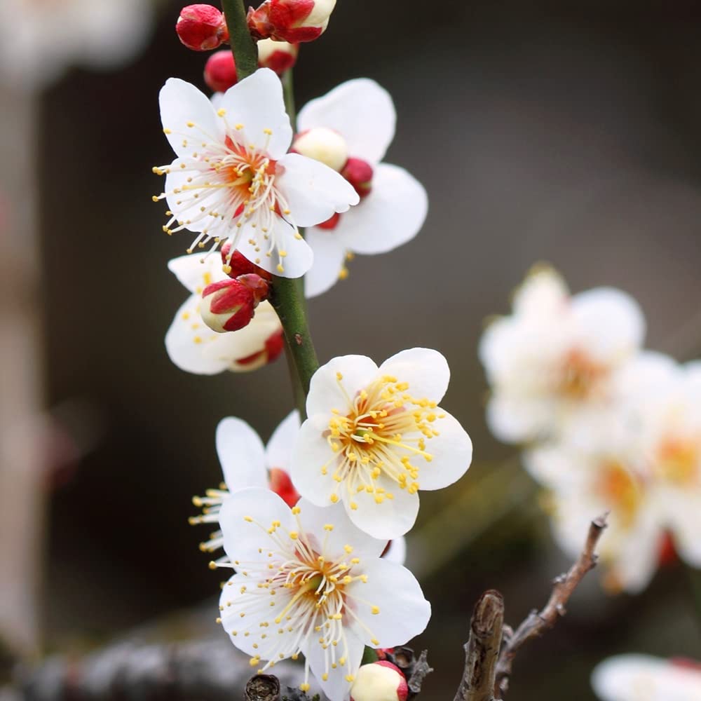 Amazon.co.jp: 白梅・冬至梅(トウジバイ) 白花一重咲き 盆栽仕立て 5号