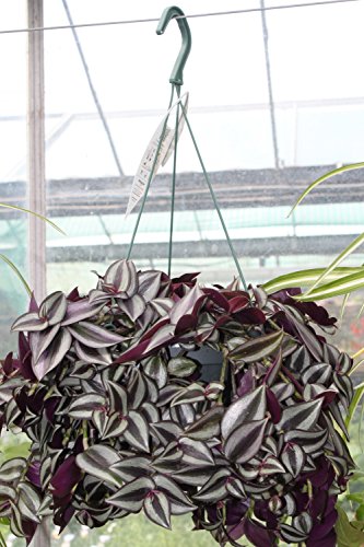 Plantas de Interior - Tradescantia - Planta Colgante para la casa Cover