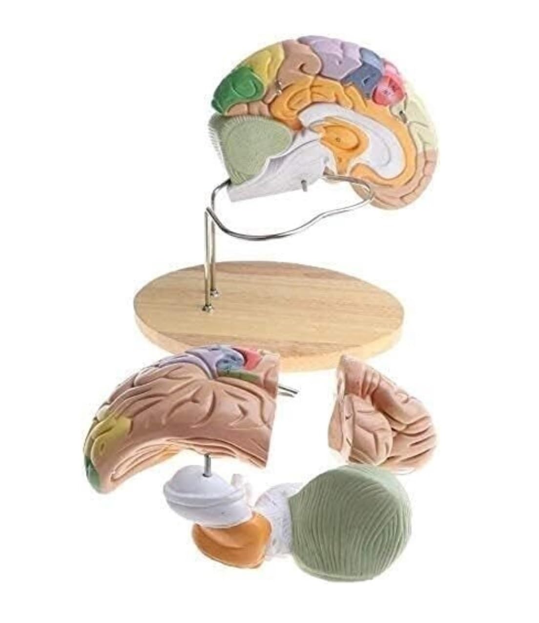 Anatomía De La Educación Modelo De Anatomía del Cerebro Humano Extraíble, Aumento 2X, 4 Partes, Anatómico Muñeca de Anatomía