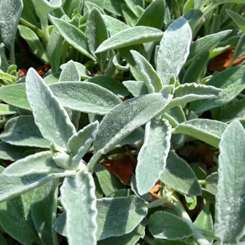 Semillas de milenrama lanosa, Semillas de decoración de Stachys bizantina, silvestres organicas 150pcs
