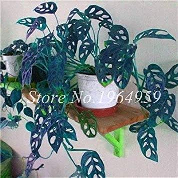 Amazon Co Jp 100個 袋レアパーム亀の葉モンステラ屋外鉢植えの木の種子ミックスホーム多年生観葉植物のflo 6 Amazon Co Jp 100個 袋レアパーム亀の葉モンステラ屋外鉢植えの木の種子ミックスホーム多年生観葉植物のflo 6