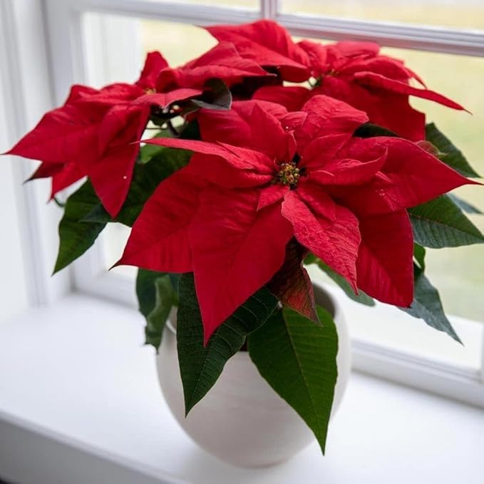 Red Poinsettia Plant|| Live Plant Original varity||Euphorbia Pulcherrima || Indoor/Outdoor Decorative Houseplant|| Attractive Plant For Home gardening/Living Room ||(Pack of-1) A-21-image-3