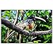 Tucano del Venezuela Puzzle 1000 Pezzi Adult Puzzle in Legno Gioco di Puzzle Souvenir Turismo Regalo