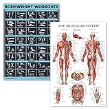 2 Pack Bodyweight Workouts and Muscular System Anatomy Poster Set - Laminated 2 Chart Set - Body...