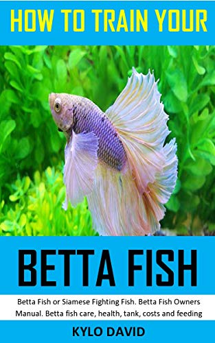 betta fish first day