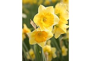 Bulbs for Planting Daffodils | Hardy Fall Narcissus Outdoor Flowers, Best Daffodil Bulbs