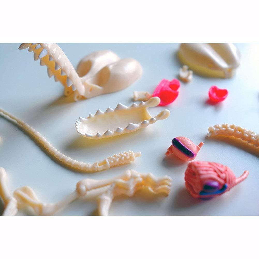 Amazon.co.jp: 教育モデルビッグバルーンドッグスケルトン遠近法解剖