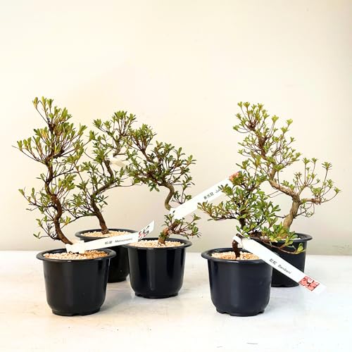 Satsuki Azalee Bonsai – 1x Japanischer Outdoor Bonsai Baum – Perfekter Anfänger- Winterhart – 12 cm Topf – Pflegeleichter Blütenbonsai – Blüht in Wunderschönen Farben (Reiko)