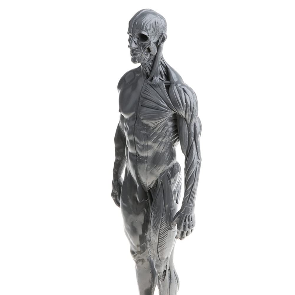 Materiale di anatomia umana maschile e femminile Ecorche e materiale di laboratorio per modelli di pelle, riferimento anatomico per artisti