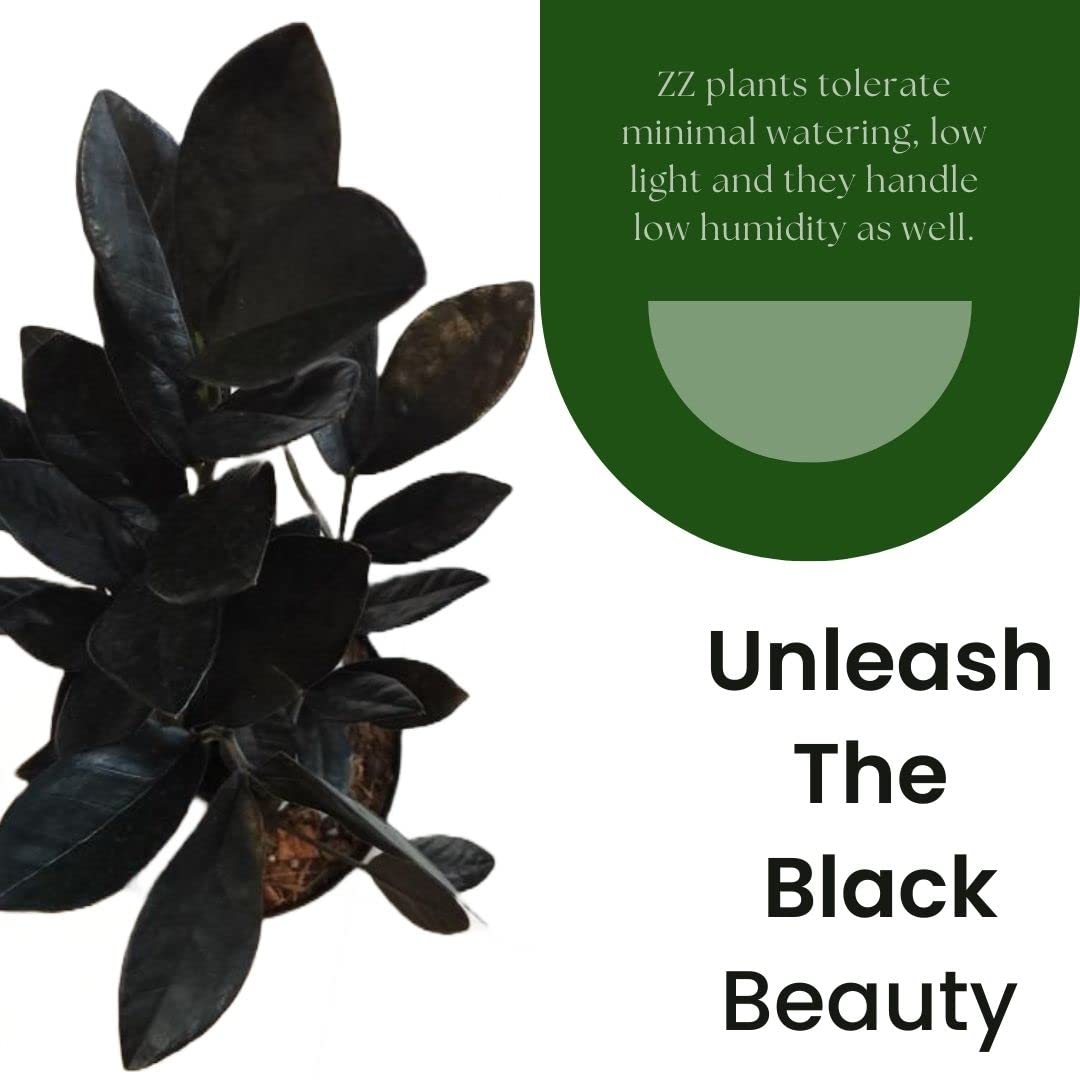 New Wells - ZZ Plant(Zamioculcas Zamiifolia)Black Raven ZZ - Maintenance  Free with in inbuilt fertilizer |