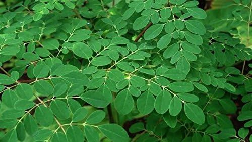 MORINGA ORGANIC Omura Tea, Pack 25 by OMURA PRODUCT