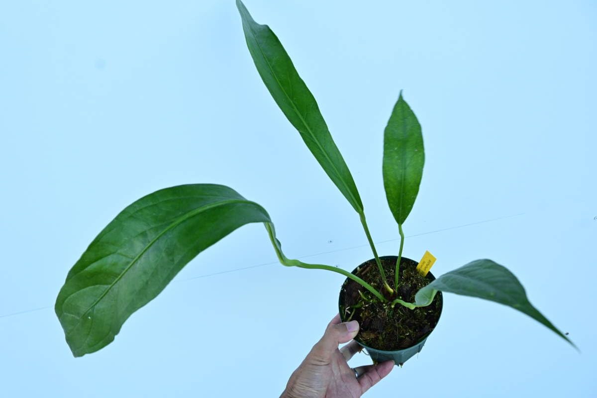 Anthrium BigBill アンスリウム Anthurium obpyriforme 高地性大型アンスリウム。誰が育てるん…