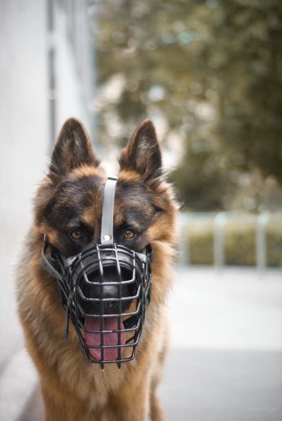 Dingo Gear Gummierte metallmaulkorbe für Rottweiler Hündin Professionelle Bequeme universelles Produkt für Langen Spaziergängen S03045