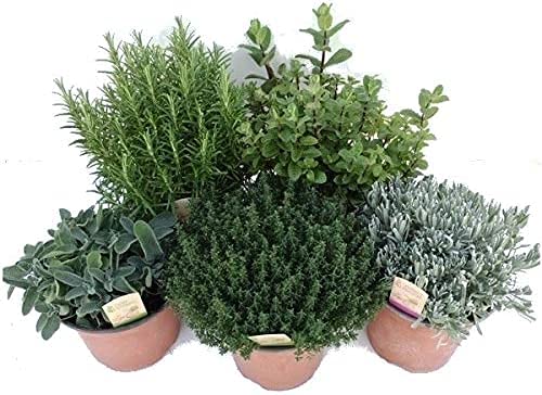 Plantas para Cocinar: Lavanda, Romero, Tomillo, Salvia y Menta