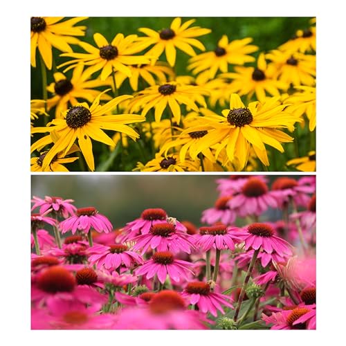 Sonnenhut Mix - Rot & Gelb (Echinacea purpurea & Rudbeckia Hirta). (1000 Samen = 2,6g)