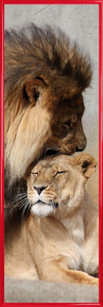 200 Brosses De Polissage Dentaire - Mélange De Types à Loquet Et Caoutchouc - Pour Prophylaxie Et Soins