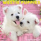 Westie Puppies 2026 12 X 12 Wall Calendar