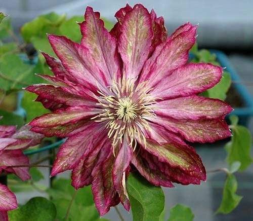 Amazon クレマチス 苗 パテンス 花炎 赤系 八重系 花