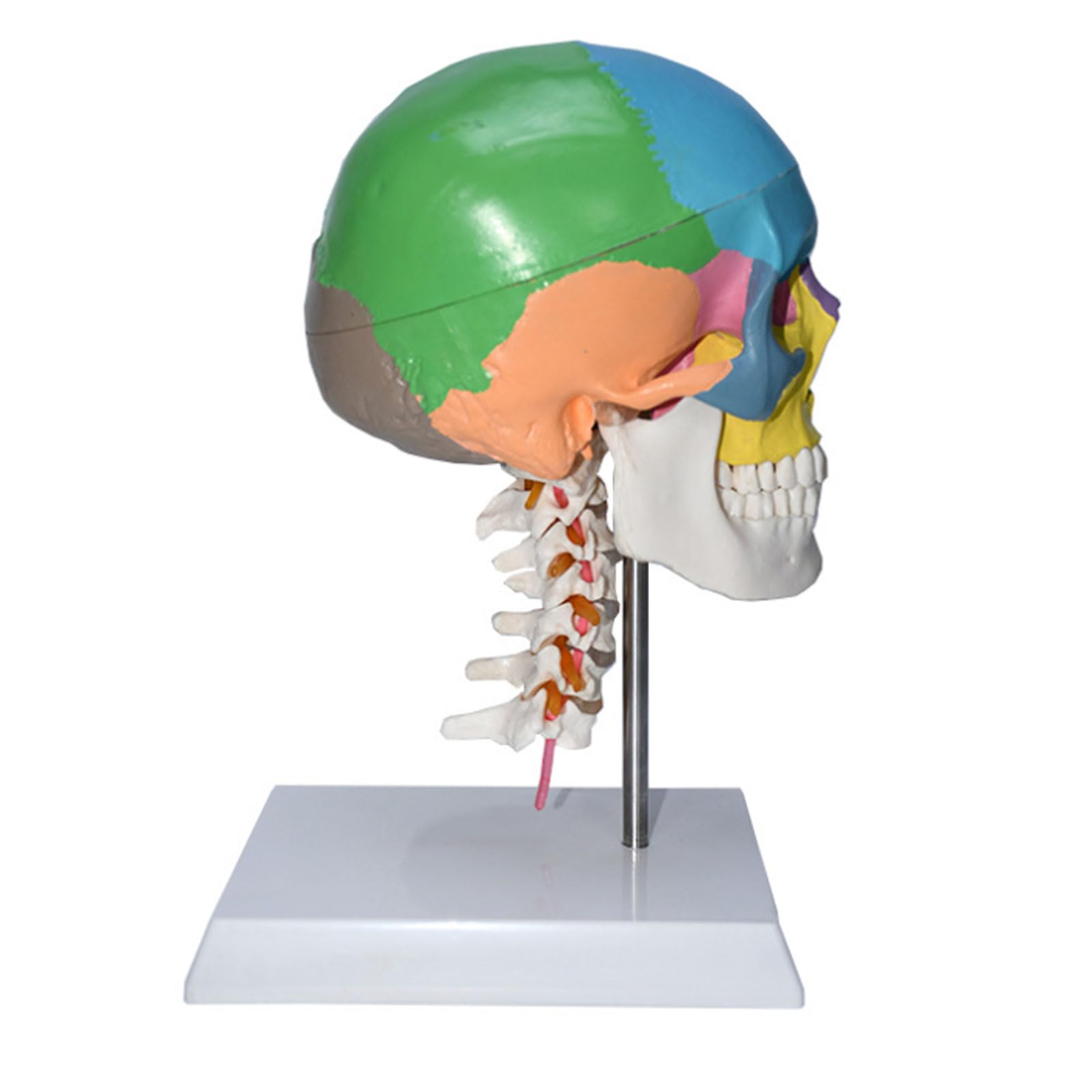 Modelo del Cerebro del Tamaño Natural Modelo Coloreado del Cráneo Vértebra Cervical Esqueleto Humano Modelo Anatómico Regalo Médico Equipo Educativo
