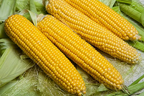 Sugar Buns Sweet Yellow Corn Seeds For Planting, 50+ Heirloom Seeds Per Packet, (Isla's Garden Seeds), Non Gmo, 90% Germination Rates, Botanical Name: Zea Mays, Great Home Garden Gift #TOP2