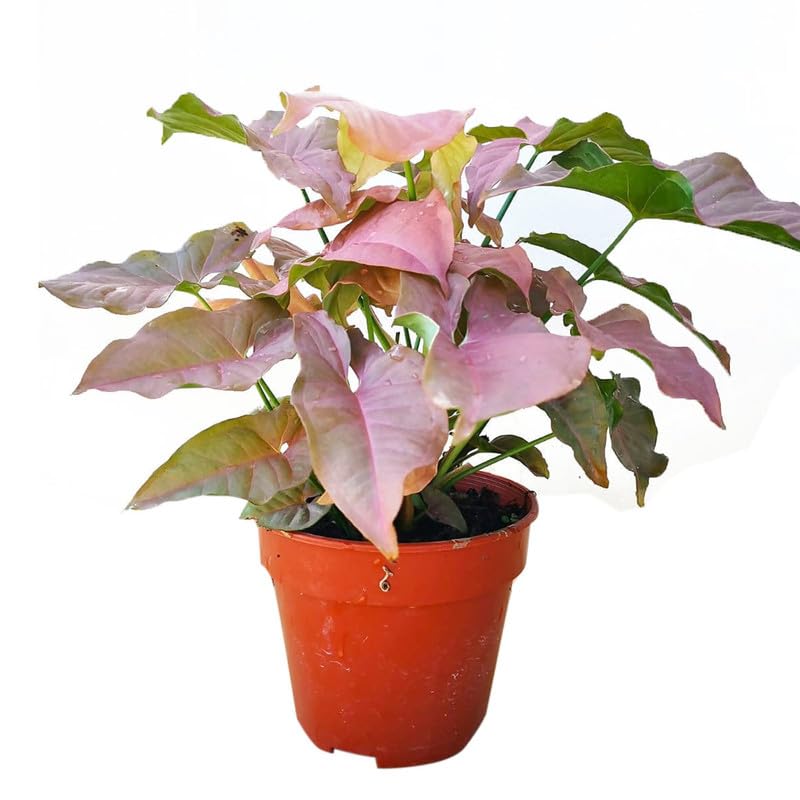 Natural plants for home decor live plant indoor, Pink Syngonium Podophyllum Arrow Head Plant in Pot | Pack of 1-image-13