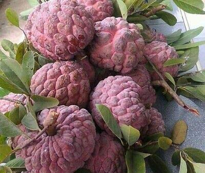10pcs Sugar Apple Annona Squamosa Fruit Seeds