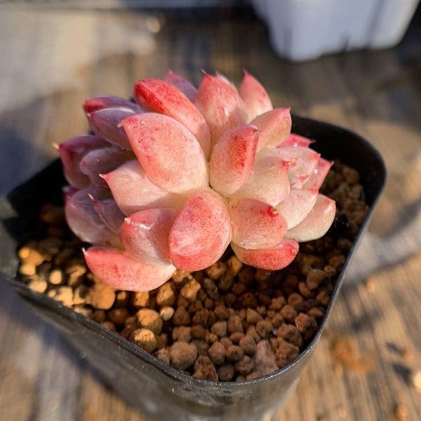 Amazon.co.jp: 農園直売 多肉植物 寄せ植え エケベリア属 氷の美人