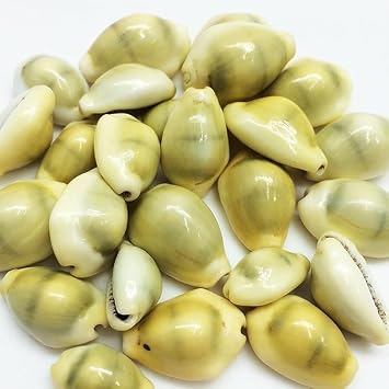 Lakshmi Peeli/Yellow Kawris 10 pieces Kodi Peeli Cowrie Sea Shell | Laxmi and Diwali Pooja Article Kaudi Shells Natural Yellow