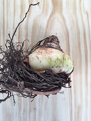 3 Red Lion Amaryllis Bulbs...... Bulk Pricing! Wonderful To Gift As-Is To Your Gardening Friends. Bulb Size 24-26Cm Ships From Tennessee #TOP2