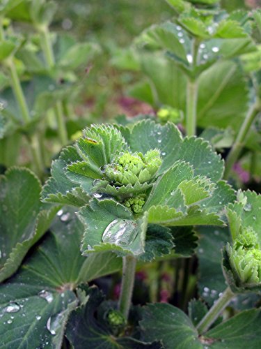 Gelbgrüner Frauenmantel (Alchemilla xanthochlora) 500 Samen Taubecher, Alchemistenkraut, Allerfrauenheil