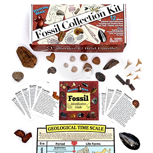 DANCING BEAR Fossil Collection Kit (12 pc Set) Real Shark Teeth, Dinosaur Bone, Coprolite (Poop!), Fossil ID Book, STEM Science Set - Image 3