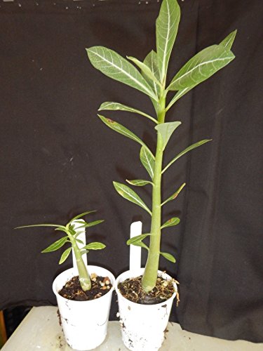 Preisvergleich Produktbild GEOPONICS Doppel Dancer Adenium Obesum Desert Rose Verwurzelt Sämling