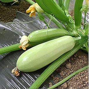 50 Stks Courgette Zaden Lichte Huid Outdoor Farm Planten Heirloom Squashi Zaad Gemakkelijk Te Zorgen Groenten Tuinieren…
