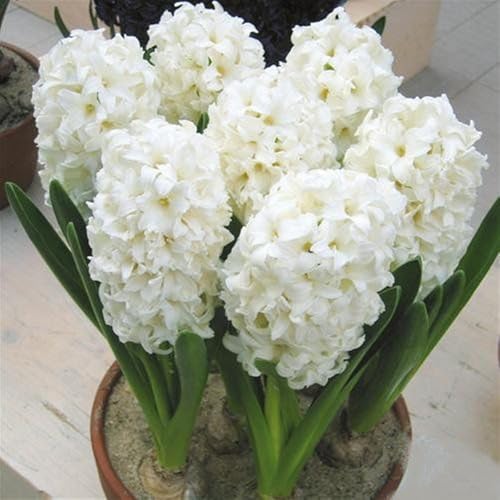 OUHEIYG Premium Fragrant Hyacinth Bulbs is Suitable for Outdoor Gardens and Potted (2 d)