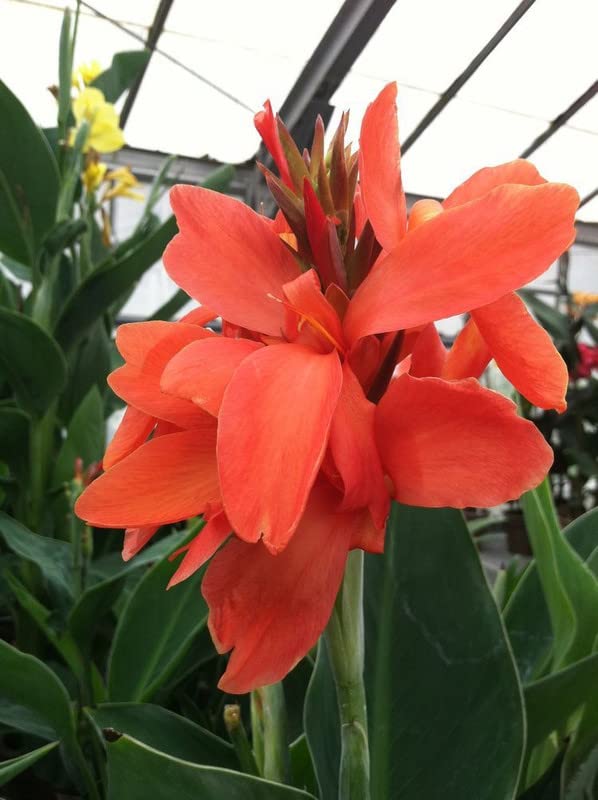 Siviga® Canna lily flower bulbs for Your Garden | reddish orange Canna lily Flowering Plants bulb | all season Flowering bulbs for Planters pack of 2 bulbs-image-38
