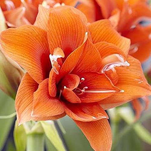 Natural Amaryllis Bulbs/Amaryllis Bulbs/Giant Flowers/Give Love People/Variety of Varieties/Elegant Appearance/Perennial Bulbs/Amaryllis Gift-6 Bulbs,c