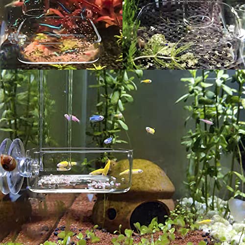 Image of Aquarium Shrimp Feeder Dish Glass Fish Tank Feeding Bowls, 2pcs Square Glass Food Bowl (60mm), 1pcs Round Fish Feeding Bowls with Suction Cups (60mm)