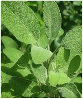 PREMIER SEEDS DIRECT - Herbs - SAGE - Broad LEAVED - 250 Seeds