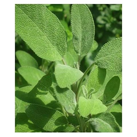 Premier Seeds Direct Broad Leaved Sage Seeds Cover