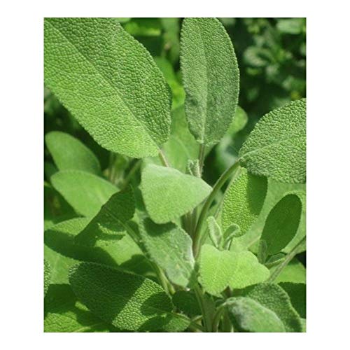 PREMIER SEEDS DIRECT - Herbs - SAGE - Broad LEAVED - 250 Seeds